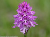 Three-toothed Orchid