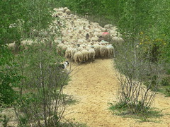 Anglų lietuvių žodynas. Žodis belgian sheepdog reiškia belgijos aviganis lietuviškai.