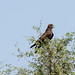 Common buzzard on the Bikaner-Jaipur highway