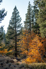 Autumn Roadtrip in Eastern Sierra