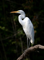 A Posing Great Egret
