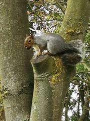 Squirrel with conker