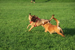 Visit with Runyon to Swift Run Dog Park (Ann Arbor, Michigan) - 289/2021 127/P365Year14 4875/P365all-time (October 16, 2021)