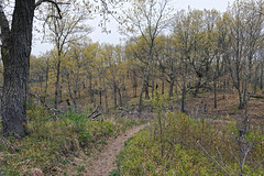 Now I See the Trees and Wonder of Springtime Coming (Indiana Dunes National Park)