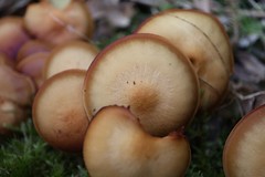 Just mushrooms