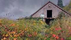 Autumn Barn Hoop 5063 B