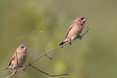 A Pair of Juvenile Scaly Breasted Munias