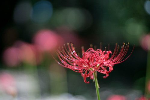 Flickriver Most Interesting Photos ged With Redspiderlily
