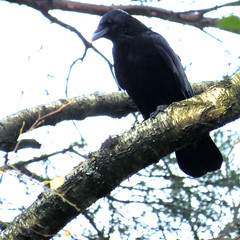 Carrion crow, Corvus corone, Svartkråka