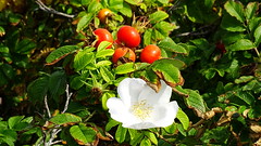 Dünenrose - Burnet Rose