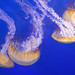 Sea nettles - North Carolina Aquarium -  Manteo Roanoke Island NC
