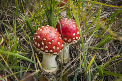 Mushrooms / Fliegenpilze