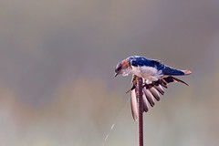 A Red Rumped Swallow Stretching in the morning