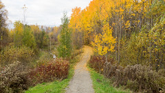 Parc de l'escarpement, automne, Quebec, PQ, Canada - 08017