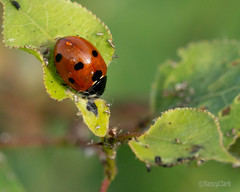 Aphid eater