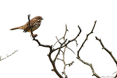 Song Sparrow & Thorns