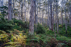 Boranup forest_DSC6543
