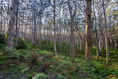 Boranup forest_DSC6533