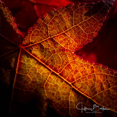 Red Leaves- EXPLORE  Oct 29, 2021 #147
