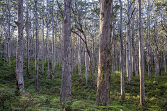 Boranup forest_DSC6538