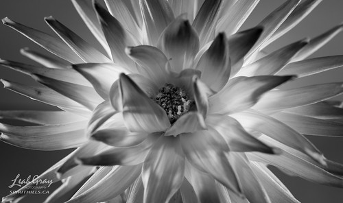 Dahlia • <a style="font-size:0.8em;" href="http://www.flickr.com/photos/106269596@N05/51635366905/" target="_blank">View on Flickr</a>