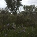 Spring Bushland at Red Moon Sanctuary, Redmond, Western Australia