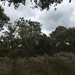 Spring Bushland at Red Moon Sanctuary, Redmond, Western Australia