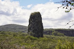 Tower in the forest | La tour dans la forêt