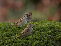 Sparrows Chilling in Shrubs