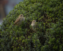 Sparrows Chilling in Shrubs
