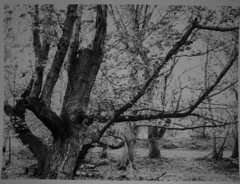 Hyons Wood, Walker Titan SF with 150mm Lens, Ilford Ortho Plus in HC110,12