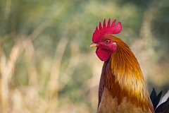 A Countryside Hen sighted near some farms