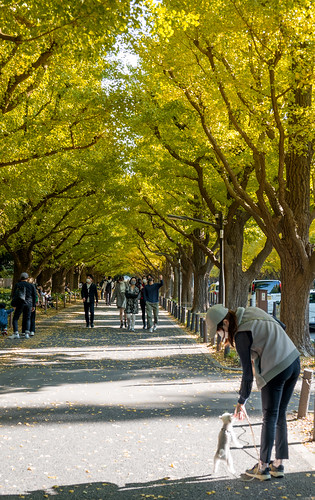 Sidewalk with half autumn leaves