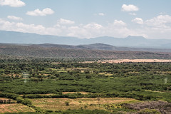 Prosopis infested land