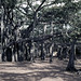 IN Madras-Chennai banyan trees - 1965 (W65-A35-04)