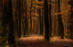 Herbstwald - Autumn - MyArt