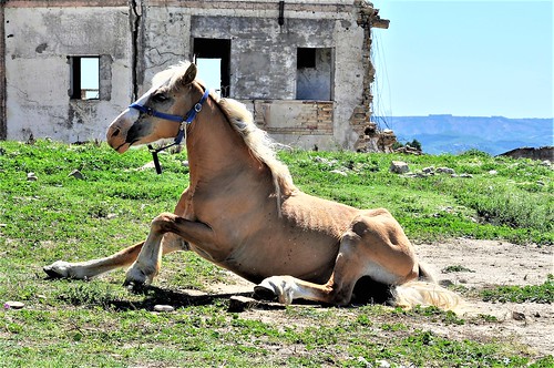 Cavallo a Craco