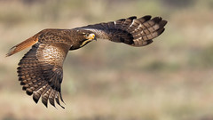 A White-Eyed Buzzard flying for a hunt