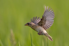 A Baya Weaver in flight over the fields