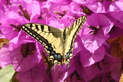 HAN_1997 Koninginnenpage, Papilio machaon, Machaon ou Grand porte-queue, Schwalbenschwanz, common yellow swallowtail
