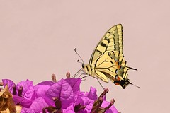 HAN_1965 Koninginnenpage, Papilio machaon, Machaon ou Grand porte-queue, Schwalbenschwanz, common yellow swallowtail