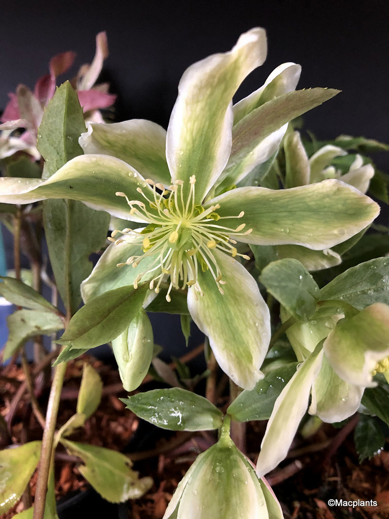 Helleborus x ericsmithii 'Winter Star'