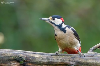 G.S. Woodpecker - male