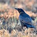 Corvo-comum, Common Raven