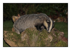 Badger on a tree stump - (J) (Meles meles) 2 clicks for large