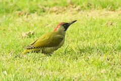 HAN_2202 Groene Specht : Pic vert : Picus viridis : Groenspecht : Green Woodpecker : Pito real