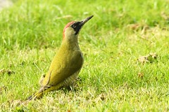 HAN_2333 Groene Specht : Pic vert : Picus viridis : Groenspecht : Green Woodpecker : Pito real