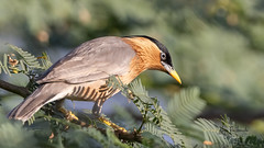 A Brahminy Starling Foraging in a bush