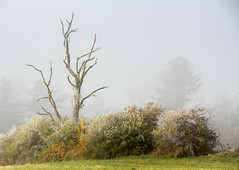 Lone Foggy Bare Tree