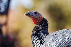 November 14, 2021 - One of the Eastlake turkeys looks above. (Tony's Takes)